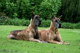 DOGUE ALLEMAND 855
